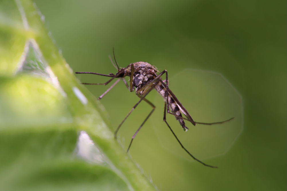 Mosquito on a leaf.